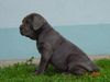 Mastino Napoletano Foto: Mastino Napoletano Welpe Hündin (ID 11068) Mastino Napoletano Hund