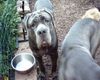Mastino Napoletano Foto: Ich hab Hunger, gibts nix mehr??? (ID 12918) Mastino Napoletano Hund