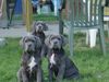 Mastino Napoletano Foto: Spieglein...wer ist die (ID 6816) Mastino Napoletano Hund