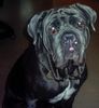 Mastino Napoletano Foto: WAS GUCKST DU,dann GUCK MAL WEITER.. (ID 11199) Mastino Napoletano Hund