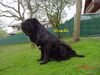 Mastino Napoletano Foto: Heracles vom Schloss Velden (ID 37546) Mastino Napoletano Hund