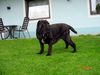 Mastino Napoletano Foto: Heracles vom Schloss Velden (ID 37547) Mastino Napoletano Hund