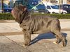 Mastino Napoletano Foto: Ina vom Schloss Velden (ID 21257) Mastino Napoletano Hund