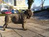 Mastino Napoletano Foto: Ina vom Schloss Vedlen (ID 21256) Mastino Napoletano Hund