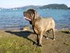 Mastino Napoletano Foto: Es ist schön am See (ID 11947) Mastino Napoletano Hund