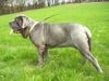 Mastino Napoletano Foto: Mastino Napoletano Hündin (ID 11064) Mastino Napoletano Hund