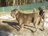 Mastino Napoletano Foto: Barone (ID 34714) Mastino Napoletano Hund