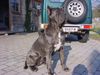 Mastino Napoletano Foto: mastino hündin 2 Jahre (ID 4168) Mastino Napoletano Hund