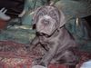 Mastino Napoletano Foto: Bin ich nicht einfach süss, man muss mich einfach gernhaben lol! (ID 9856) Mastino Napoletano Hund