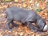 Mastino Napoletano Foto: Ich will fressssssssseeeeeeen!lol (ID 6928) Mastino Napoletano Hund