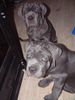 Mastino Napoletano Foto: Wir sind einfach unschlagbar verteufelt (ID 7670) Mastino Napoletano Hund