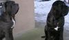 Mastino Napoletano Foto: Wer kommt denn da? (ID 17230) Mastino Napoletano Hund