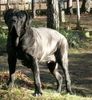 Mastino Napoletano Foto: Artu (ID 18193) Mastino Napoletano Hund