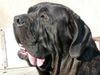 Mastino Napoletano Foto: Artu (ID 20955) Mastino Napoletano Hund