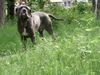 Mastino Napoletano Foto: Bääääh (ID 22235) Mastino Napoletano Hund