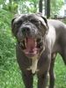 Mastino Napoletano Foto: Sooo müüüüüüde! (ID 22236) Mastino Napoletano Hund