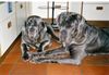Mastino Napoletano Foto: Fortuna und Sergio (ID 13945) Mastino Napoletano Hund