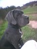 Mastino Napoletano Foto: Massimo 5 Monate (ID 21692) Mastino Napoletano Hund
