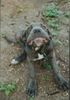 Mastino Napoletano Foto: Ich bin ein verzauberter FROSCH (ID 14683) Mastino Napoletano Hund