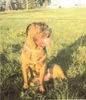 Mastino Napoletano Foto: Gina (ID 26857) Mastino Napoletano Hund