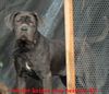 Mastino Napoletano Foto: Wieder nix zum beissen? (ID 7764) Mastino Napoletano Hund