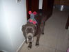 Mastino Napoletano Foto: Sanchi und sein Mäuschen (ID 36756) Mastino Napoletano Hund