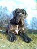 Mastino Napoletano Hund