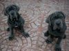 Mastino Napoletano Foto: Huhu ,hier sind wir !!! (ID 10333) Mastino Napoletano Hund