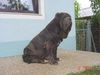 Mastino Napoletano Foto: Ina vom Schloss Velden (ID 37535) Mastino Napoletano Hund