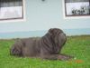 Mastino Napoletano Foto: Ina vom Schloss Velden (ID 37534) Mastino Napoletano Hund
