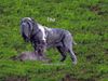 Mastino Napoletano Foto: Mastino Napoletano Hündin (ID 10992) Mastino Napoletano Hund
