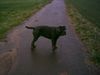 Mastino Napoletano Foto: Das ist mein schatz Stella (ID 9456) Mastino Napoletano Hund