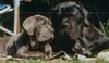 Mastino Napoletano Foto: Artu und Benito (ID 15032) Mastino Napoletano Hund