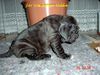 Mastino Napoletano Foto: Mastino Napoletano Hündin (ID 10993) Mastino Napoletano Hund