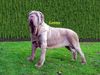 Mastino Napoletano Foto: www.mastino-napoletano.com (ID 11134) Mastino Napoletano Hund