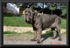 Mastino Napoletano Hund