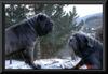 Mastino Napoletano Foto: Wenn Du mich schnappen kannst............... (ID 44927) Mastino Napoletano Hund