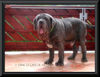 Mastino Napoletano Hund