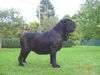 Mastino Napoletano Foto: Marcella vom Schloss Velden (ID 37538) Mastino Napoletano Hund