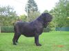 Mastino Napoletano Hund