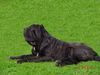 Mastino Napoletano Foto: Mastino Napoletano Rüde (ID 11065) Mastino Napoletano Hund
