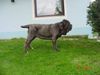 Mastino Napoletano Foto: Mastino Napoletano Hündin 13 Monate alt (ID 11067) Mastino Napoletano Hund
