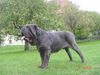 Mastino Napoletano Foto: Nero vom Schloss Velden (ID 37544) Mastino Napoletano Hund