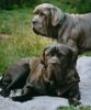 Mastino Napoletano Foto: Artu und Benito (ID 15029) Mastino Napoletano Hund