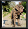 Mastino Napoletano Foto: Mastino Napoletano Rüde 1 Jahr alt (ID 44930) Mastino Napoletano Hund