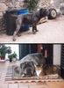 Mastino Napoletano Foto: Orso der Sieger (ID 2366) Mastino Napoletano Hund