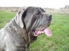 Mastino Napoletano Foto: Contessa (ID 34715) Mastino Napoletano Hund