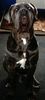 Mastino Napoletano Foto: Mastino Rüde Butsch, ein Bild von einem Hund (ID 31809) Mastino Napoletano Hund