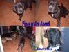 Mastino Napoletano Foto: ich bin neu hier UND NU? (ID 6634) Mastino Napoletano Hund