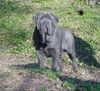 Mastino Napoletano Foto: Mastino Napoetano Rüde 11 Monate alt . (ID 41828) Mastino Napoletano Hund